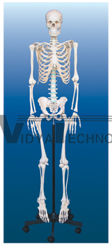 The model of female and male skeleton